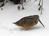 American Woodcock